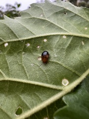 Nisotra bicolorata