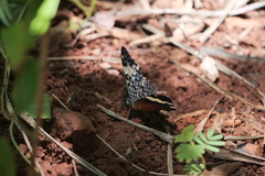 Hamadryas amphinome amphinome