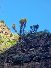 Olea europaea cerasiformis