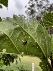 Nisotra bicolorata