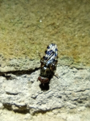 Ceroxys hortulana