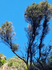 Olea europaea cerasiformis