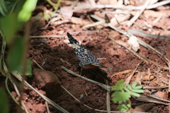 Hamadryas amphinome amphinome