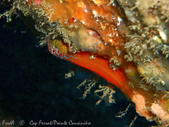 Microlipophrys nigriceps