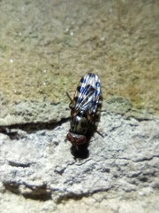 Ceroxys hortulana