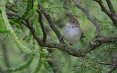 Euscarthmus meloryphus