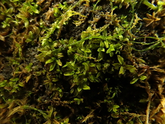 Hyophila involuta