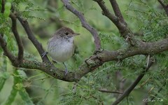Euscarthmus meloryphus