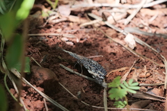 Hamadryas amphinome amphinome