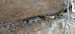 Peromyscus pectoralis