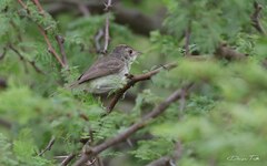 Euscarthmus meloryphus