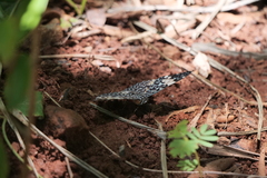 Hamadryas amphinome amphinome