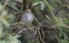 Euscarthmus meloryphus