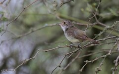 Euscarthmus meloryphus