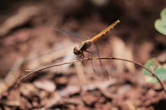 Erythrodiplax melanorubra