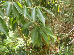 Quercus stenophylloides