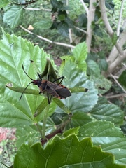 Aulacosternum nigrorubrum