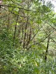 Chamaecyparis formosensis