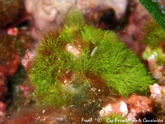 Pseudochlorodesmis furcellata