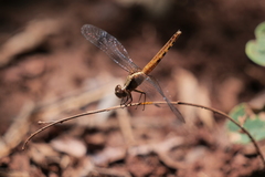 Erythrodiplax melanorubra