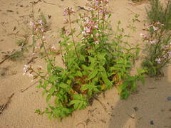 Saponaria officinalis