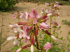 Saponaria officinalis
