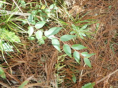 Gaultheria leucocarpa
