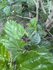 Aulacosternum nigrorubrum