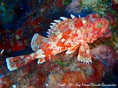 Scorpaena notata