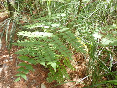 Aralia bipinnata