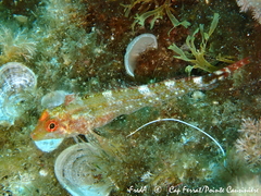 Tripterygion delaisi