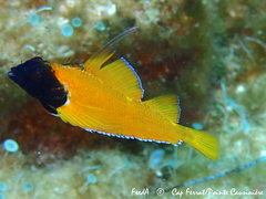 Tripterygion delaisi