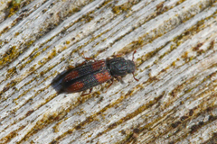Bitoma crenata