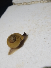 Zachrysia provisoria