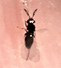 Agaonidae