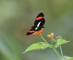 Heliconius erato