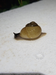 Zachrysia provisoria