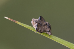 Cyrtocoris