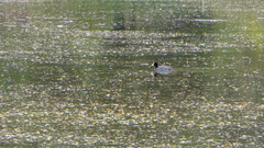 Fulica ardesiaca