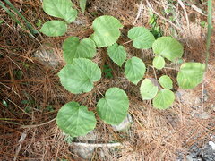 Aralia cordata
