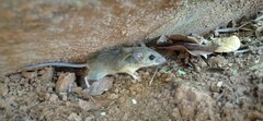 Peromyscus pectoralis
