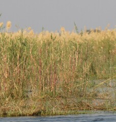 Phragmites mauritianus