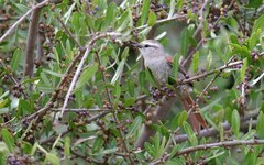 Cranioleuca pyrrhophia