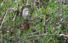 Cranioleuca pyrrhophia