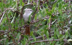 Cranioleuca pyrrhophia