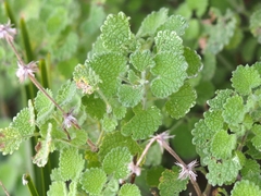 Pseudodictamnus hirsutus