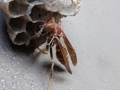 Ophiocordyceps humbertii