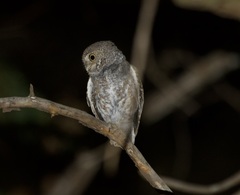 Micrathene whitneyi
