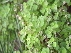 Pseudodictamnus hirsutus