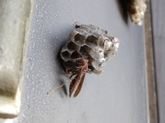 Ophiocordyceps humbertii
